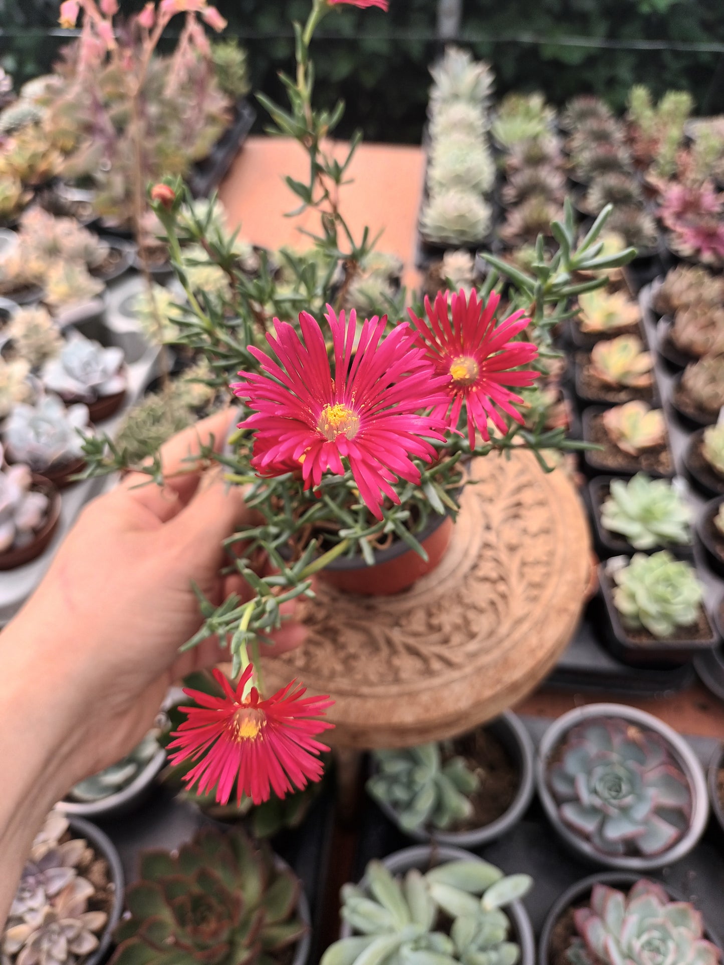 Delosperma spp / Rayito de sol