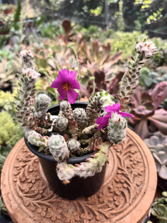 Portulaca Werdermannii