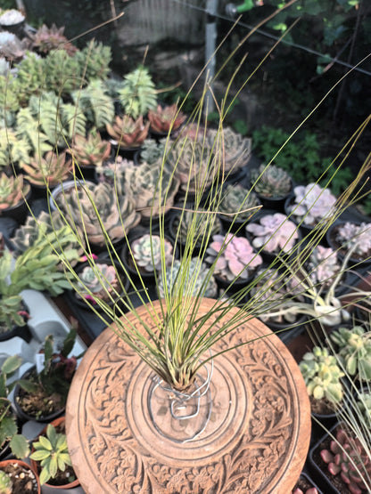 Tillandsia juncifolia -M
