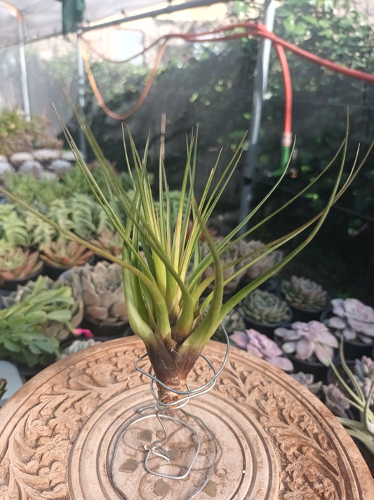 Tillandsia tricolor