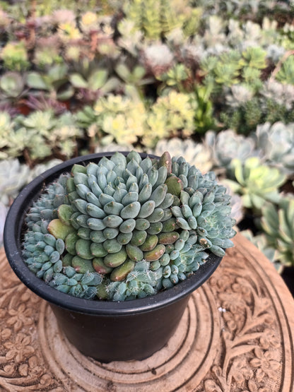 Echeveria Setosa Var. Rundelli