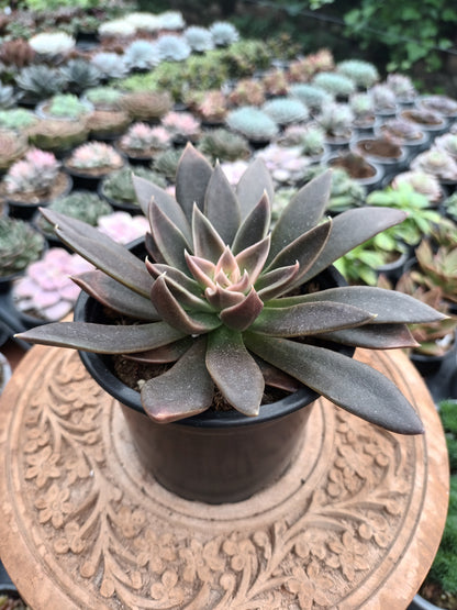 Echeveria Serrana