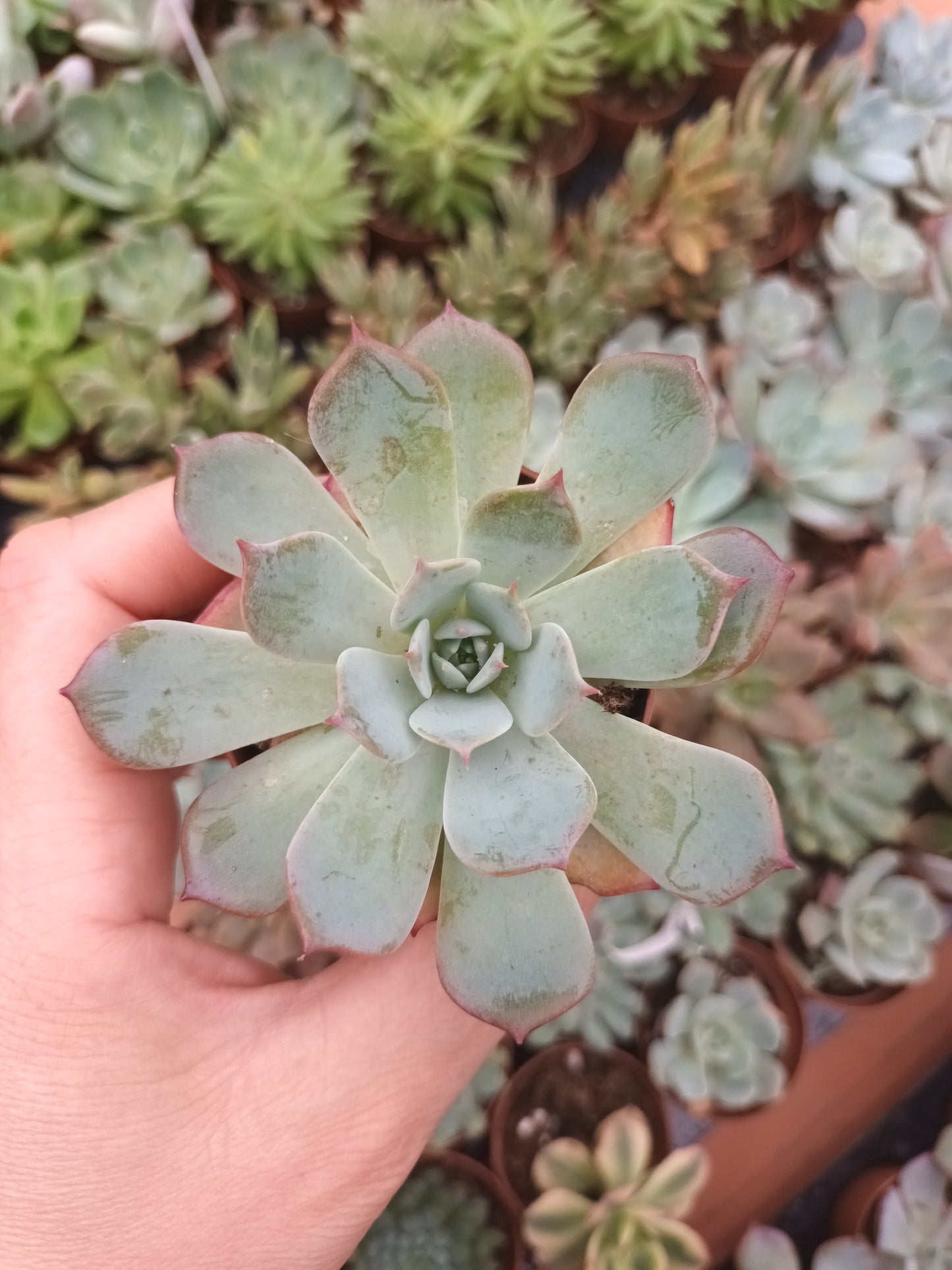 Echeveria laurensis azulita