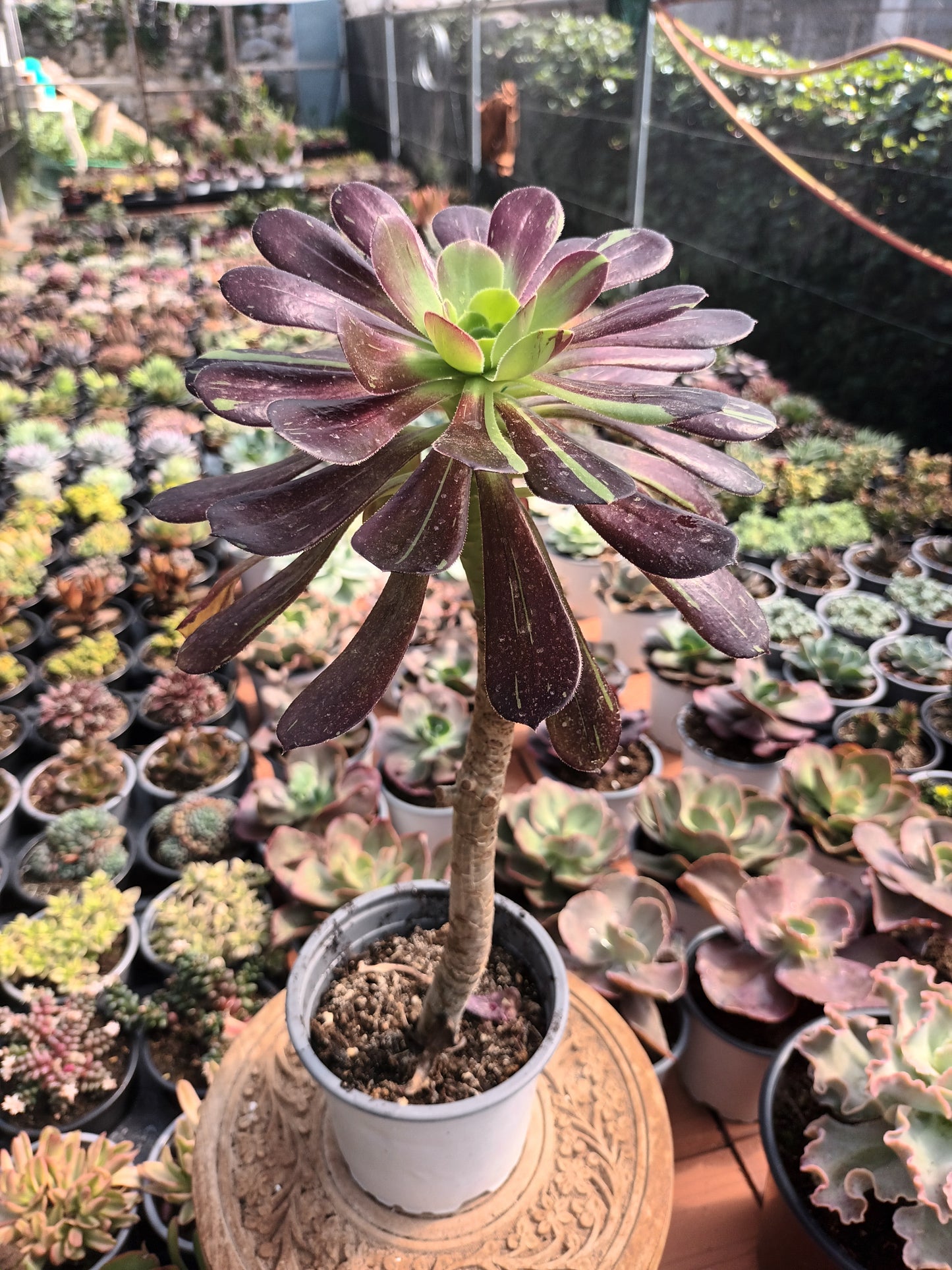 Aeonium Big Bang