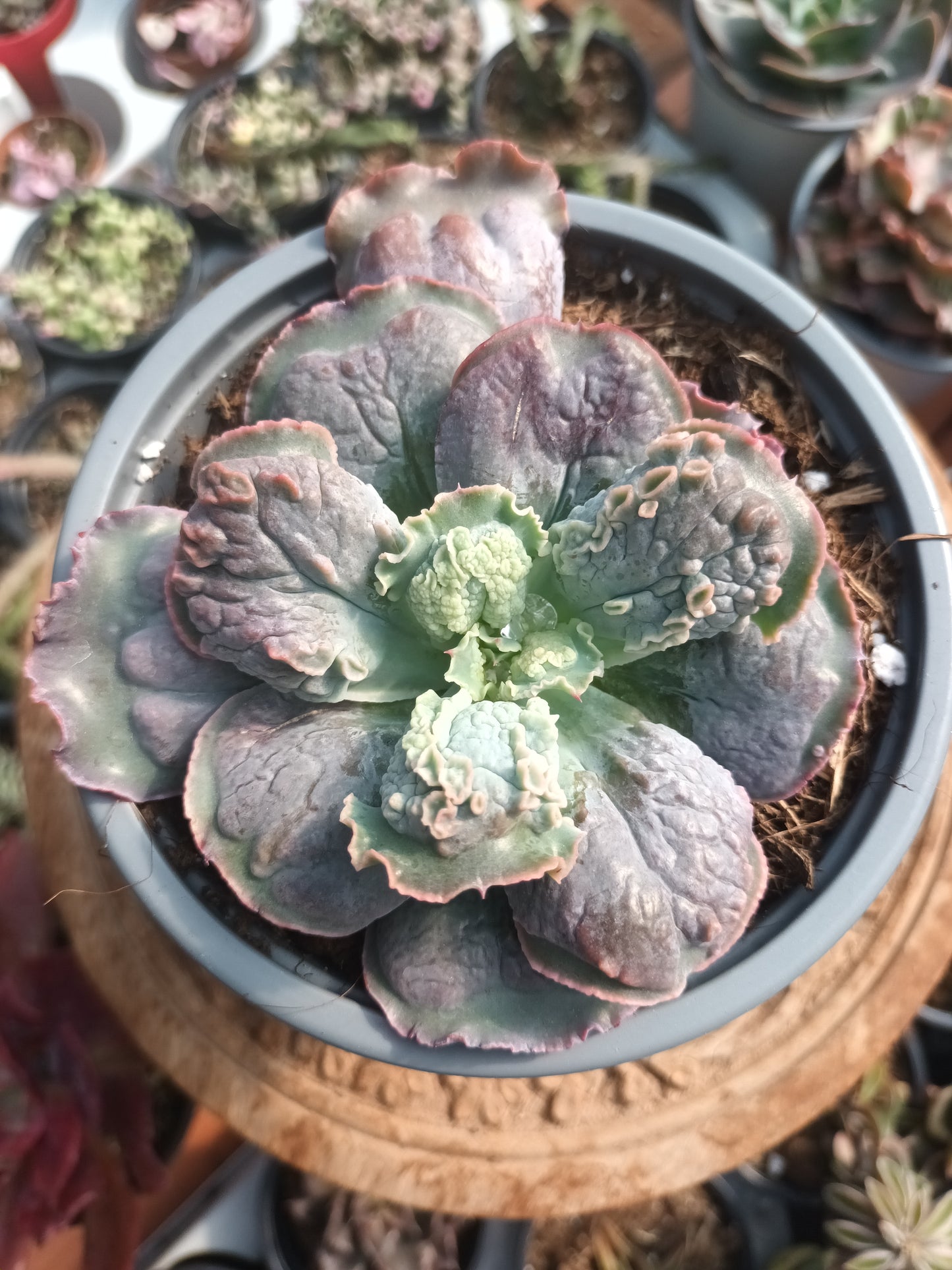 Echeveria Linguas