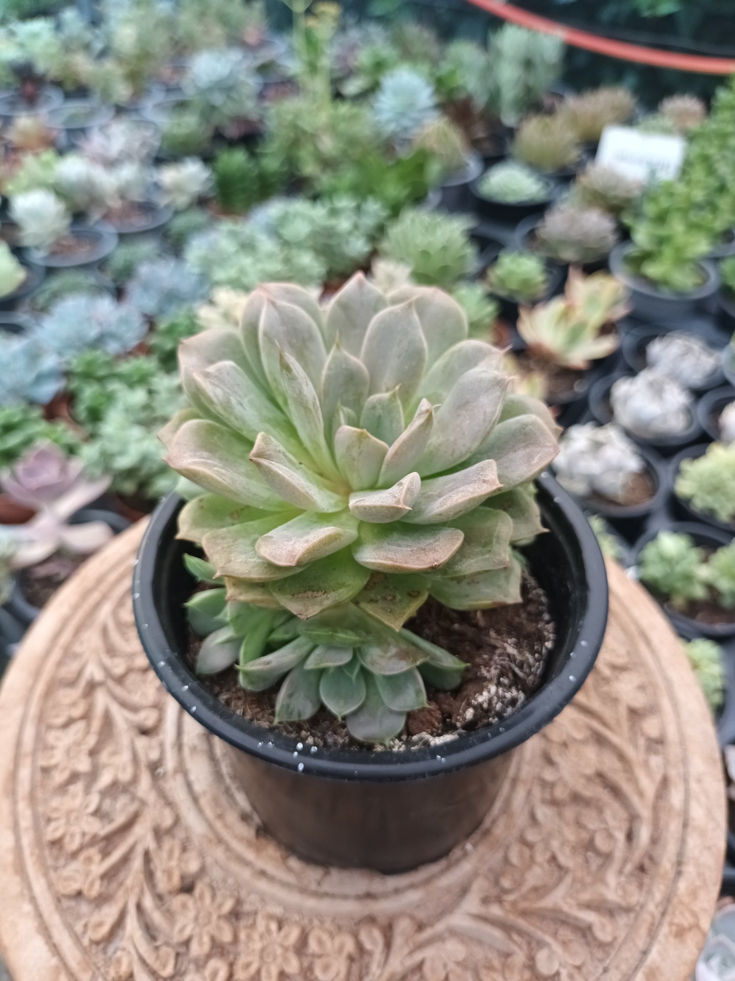 Echeveria Merriman