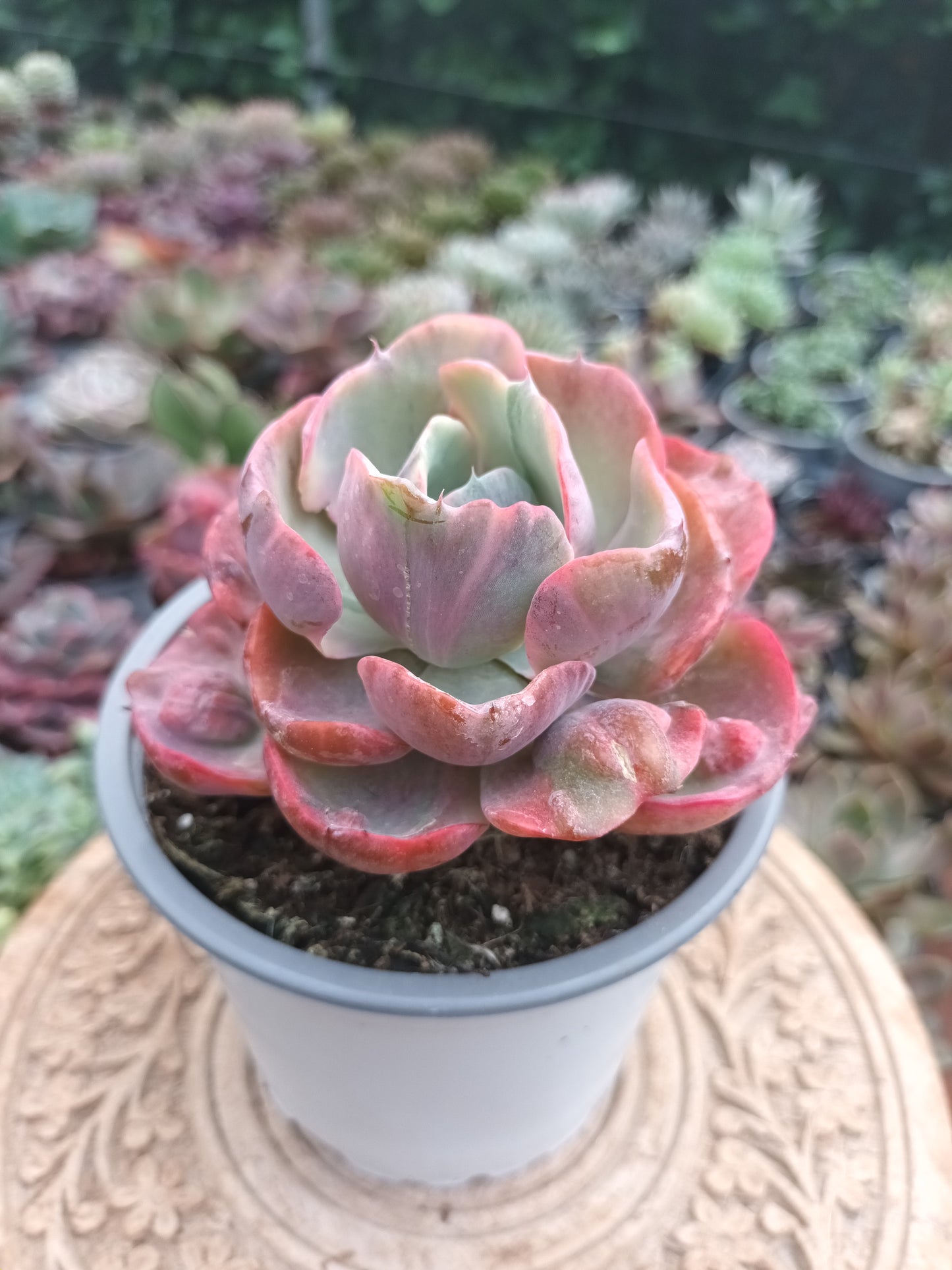 Echeveria Beyonce rainbow