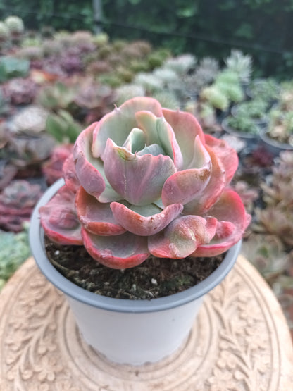 Echeveria Beyonce rainbow