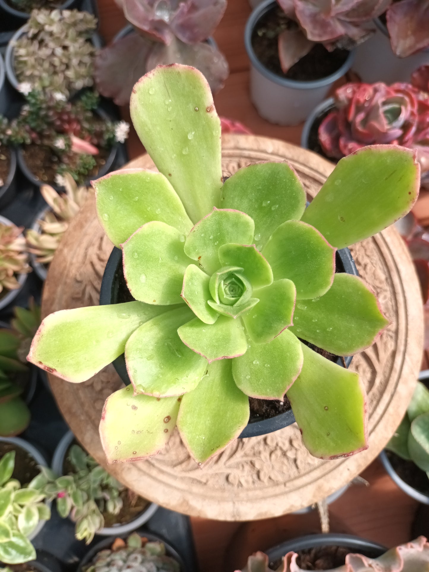 Aeonium orion