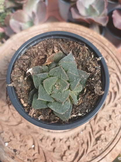 Haworthiopsis hybrid