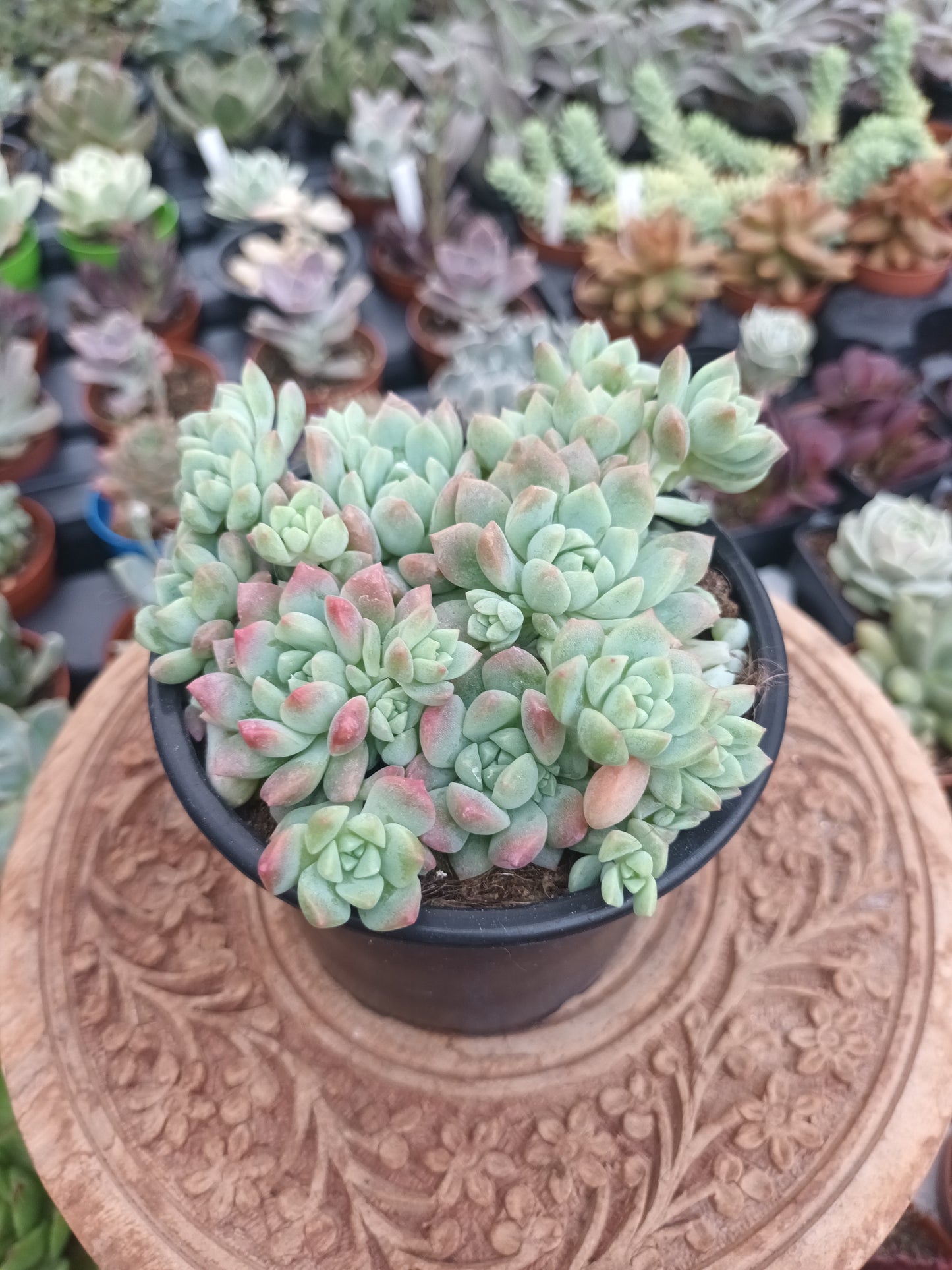 Echeveria prolífica