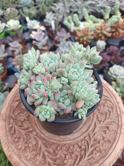 Echeveria prolífica