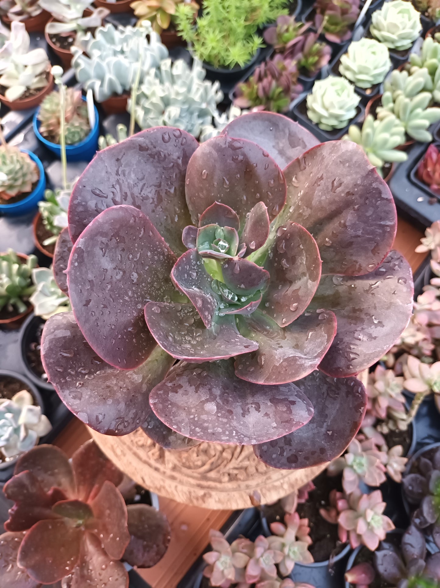 Echeveria gibbiflora hortensia