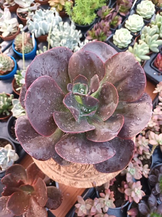 Echeveria gibbiflora hortensia