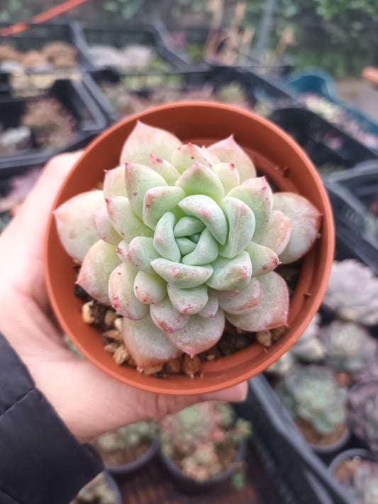 Echeveria valentino