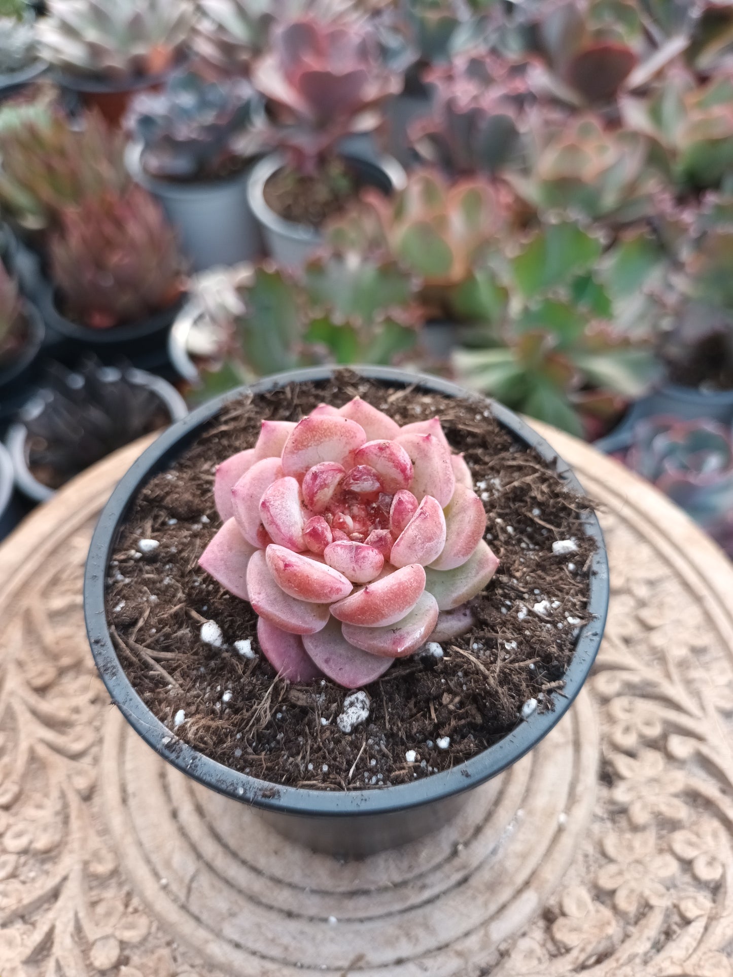 Echeveria Red Velvet