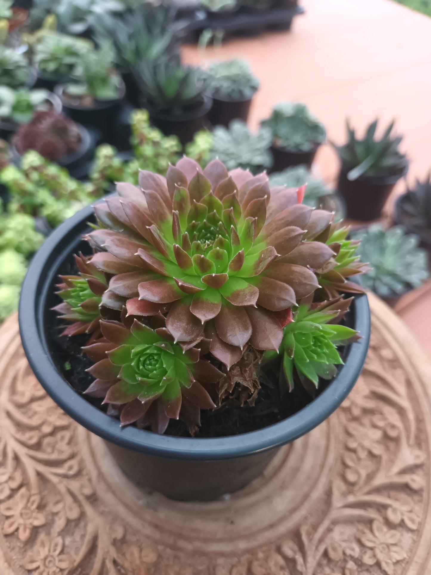 Sempervivum 'Janne d'Arc'