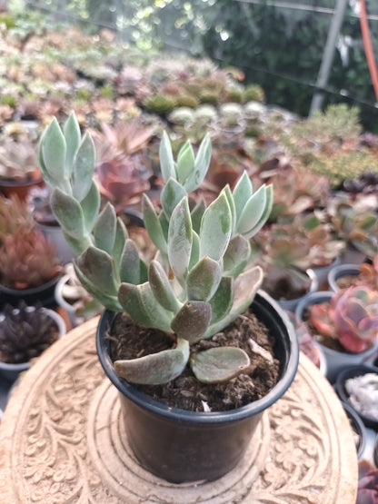 Cotyledon 'Green Peaks'