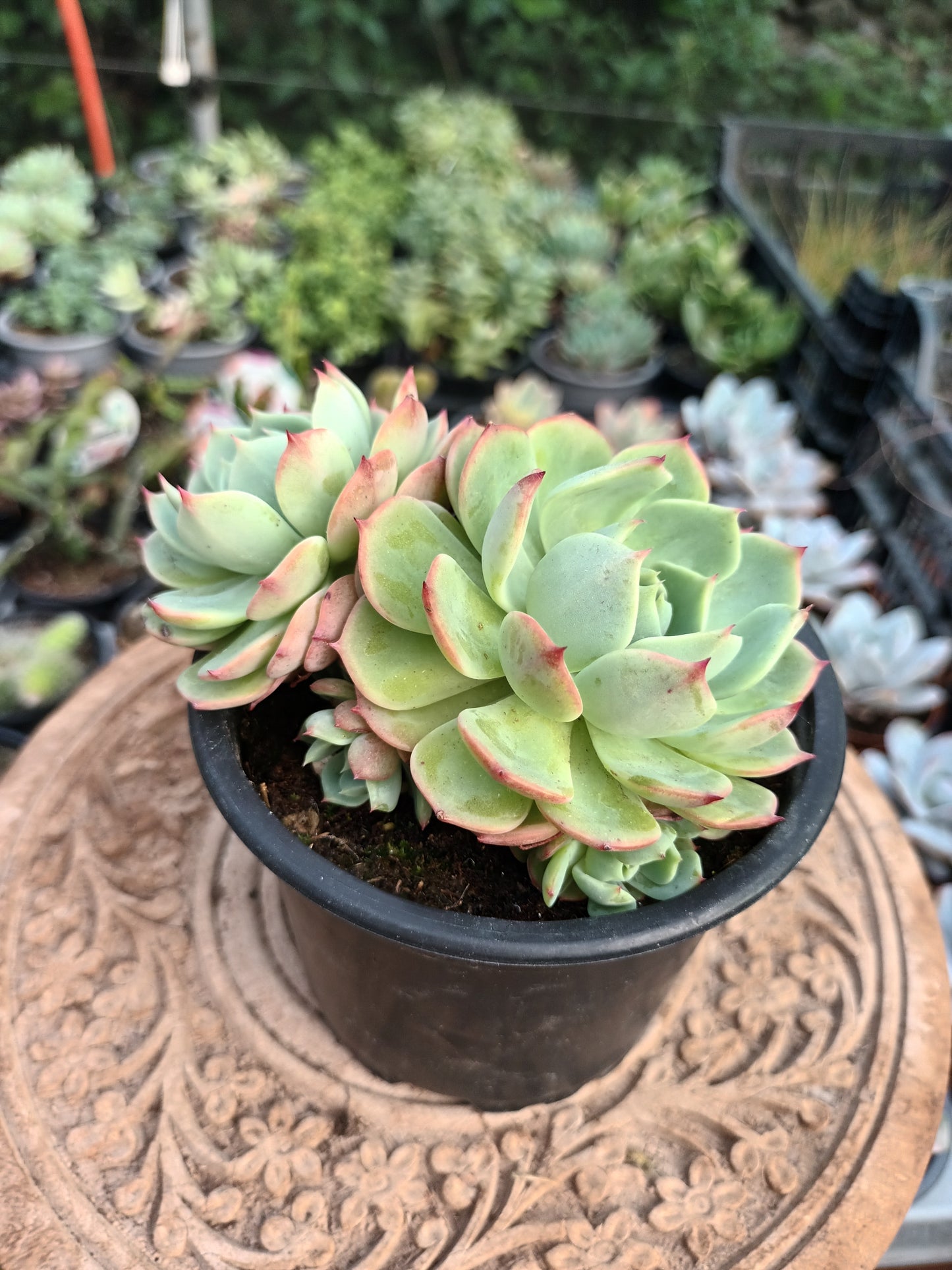 Echeveria pumila glauca
