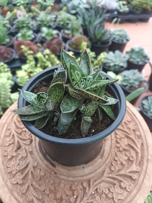 Gasteria Liliputana