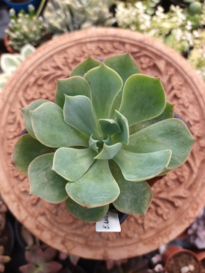 Echeveria amistar