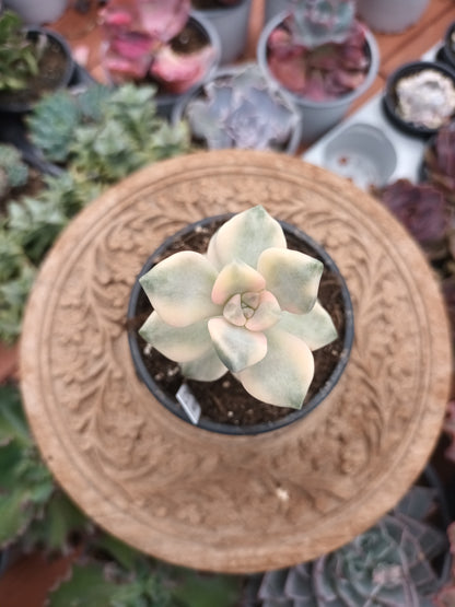 Graptoveria titubans variegata