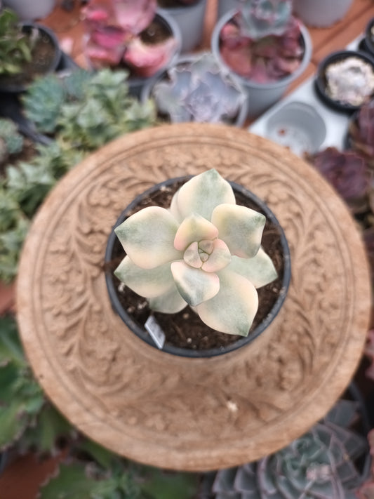 Graptoveria titubans variegata