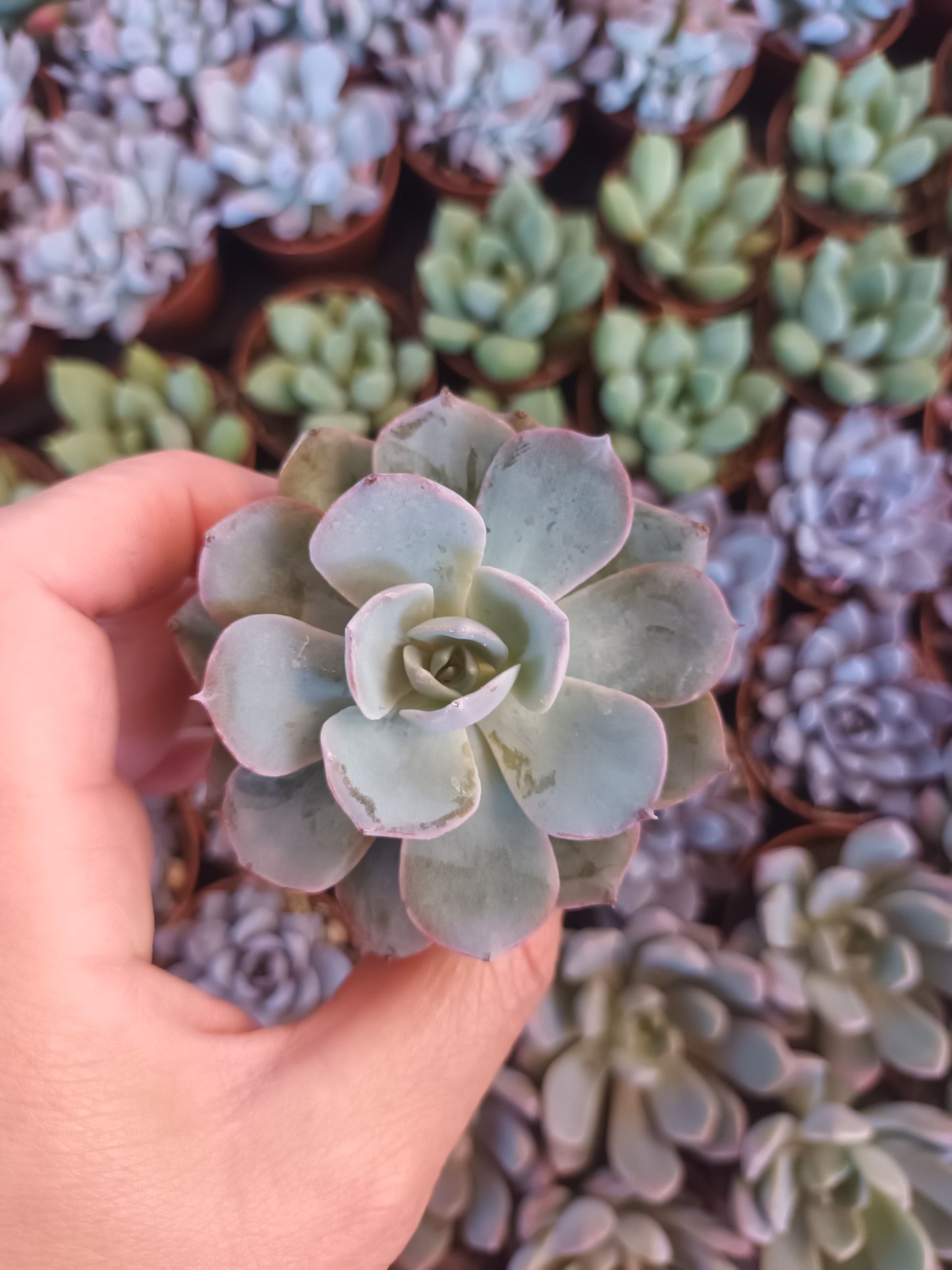 Echeveria Peacockii