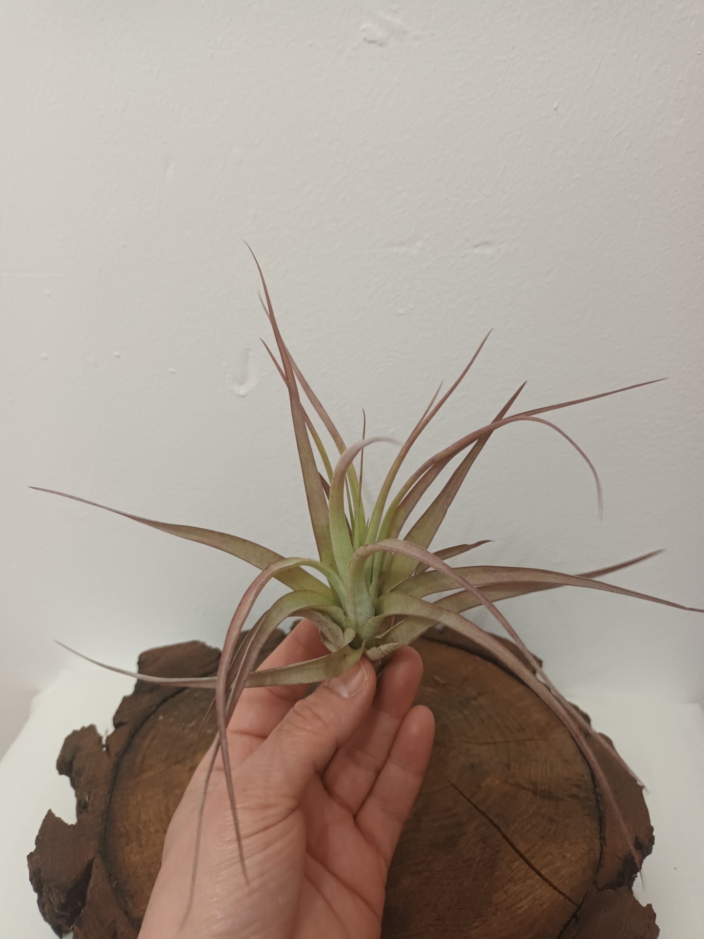 Tillandsia brachycaulos var.brachycaulos M