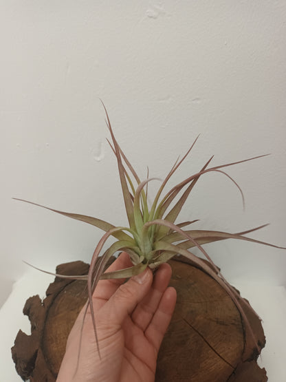 Tillandsia brachycaulos var.brachycaulos M
