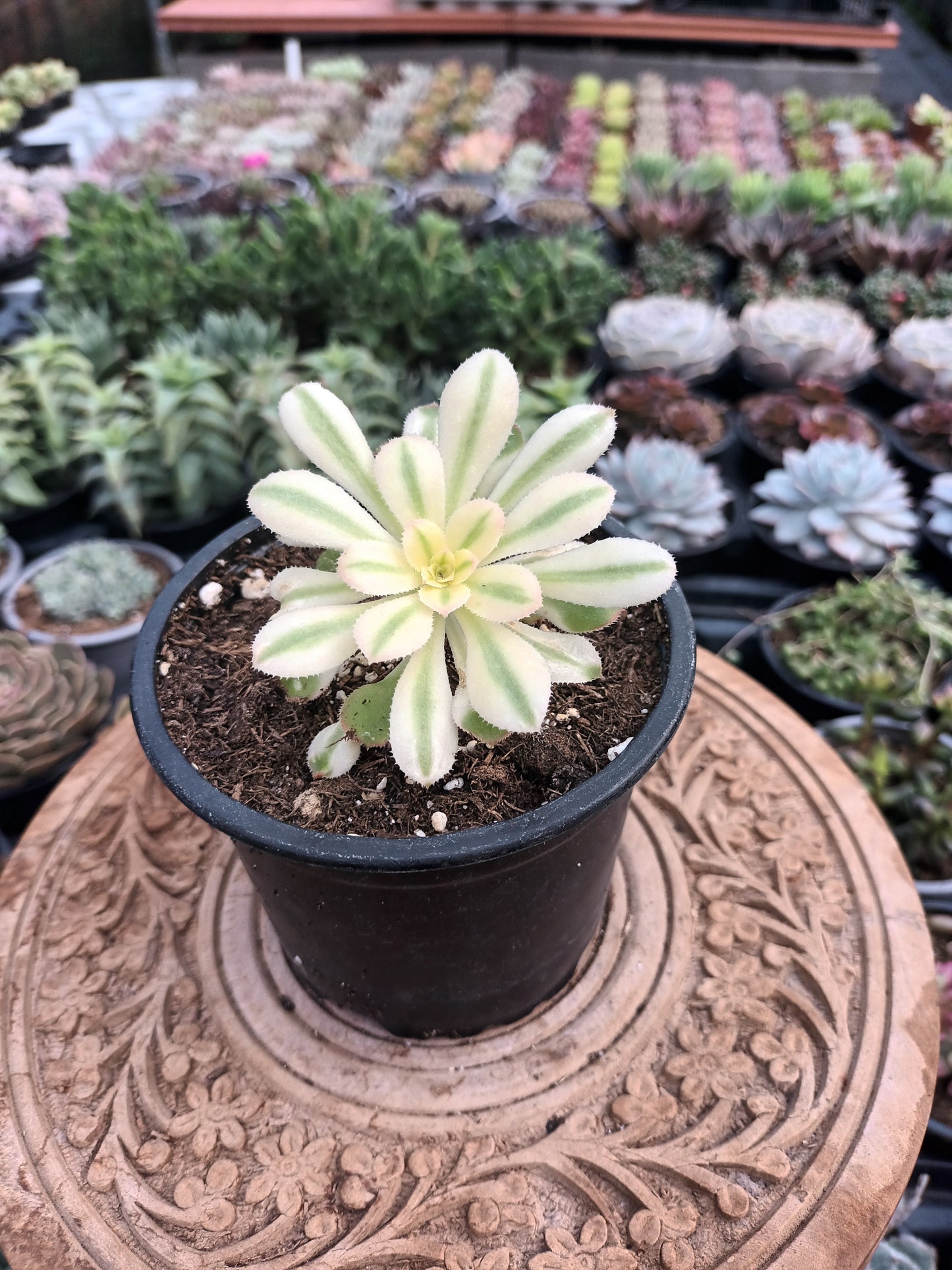 Aeonium arboreum albovariegatum