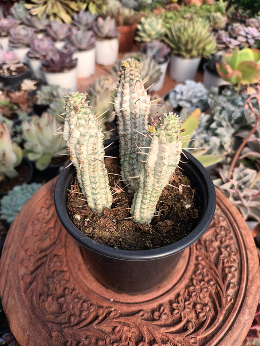 Euphorbia mammillaris variegata M.10.50cm