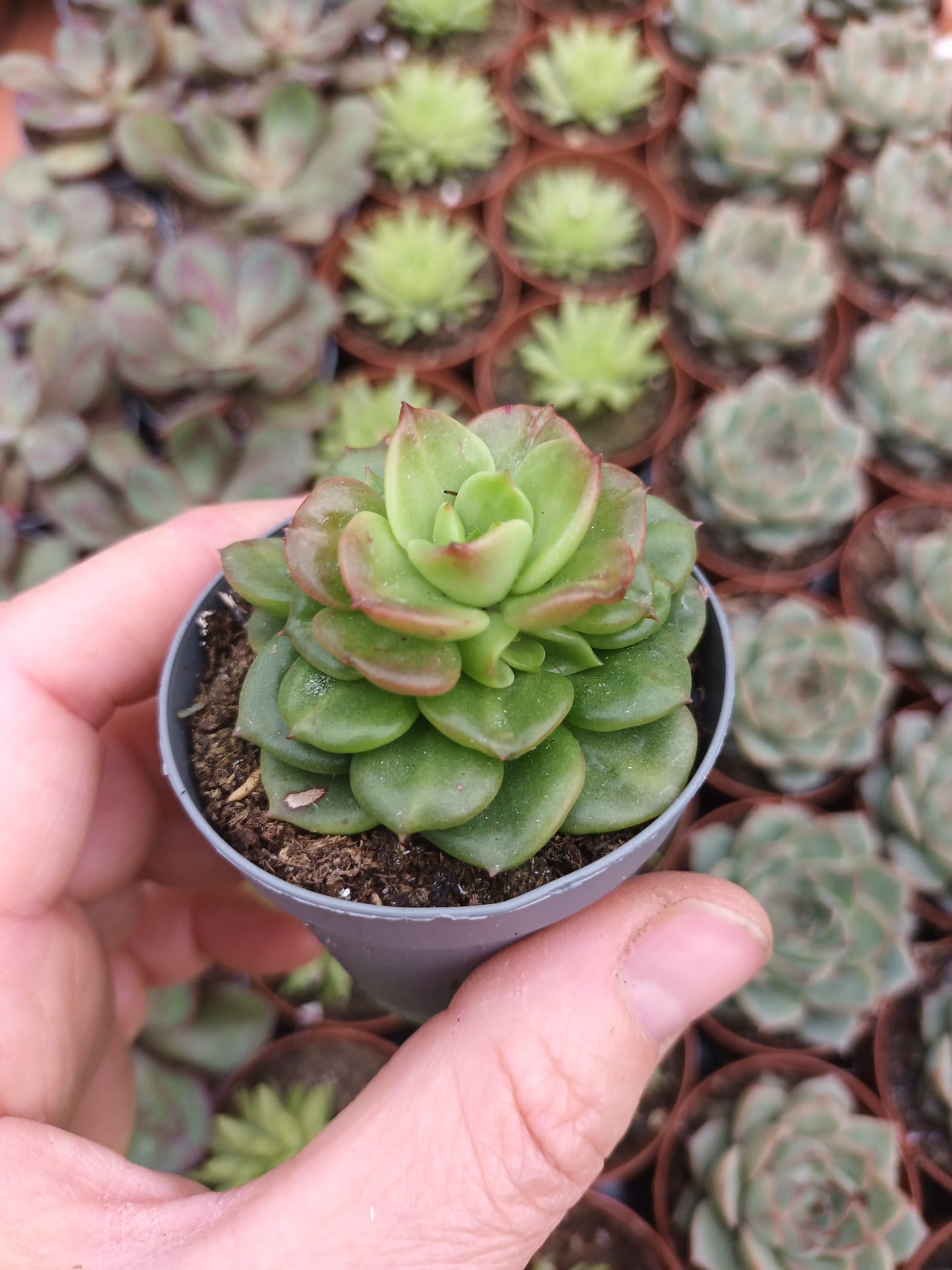 Sedeveria 'Rolly'