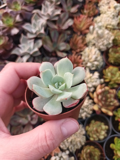 Echeveria subcorumbosa lau 026