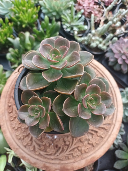 Echeveria melaco