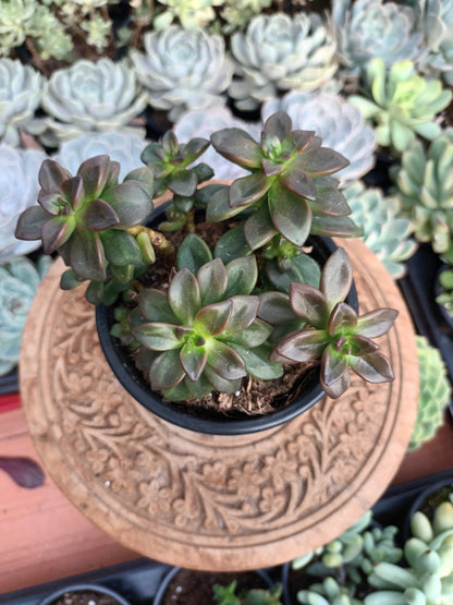 Echeveria compressicaulis