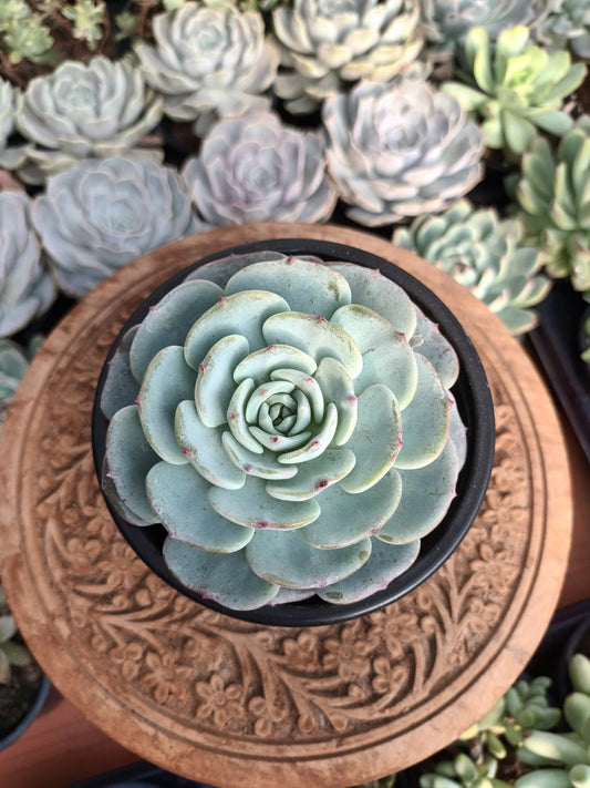 Echeveria 'montblanc'