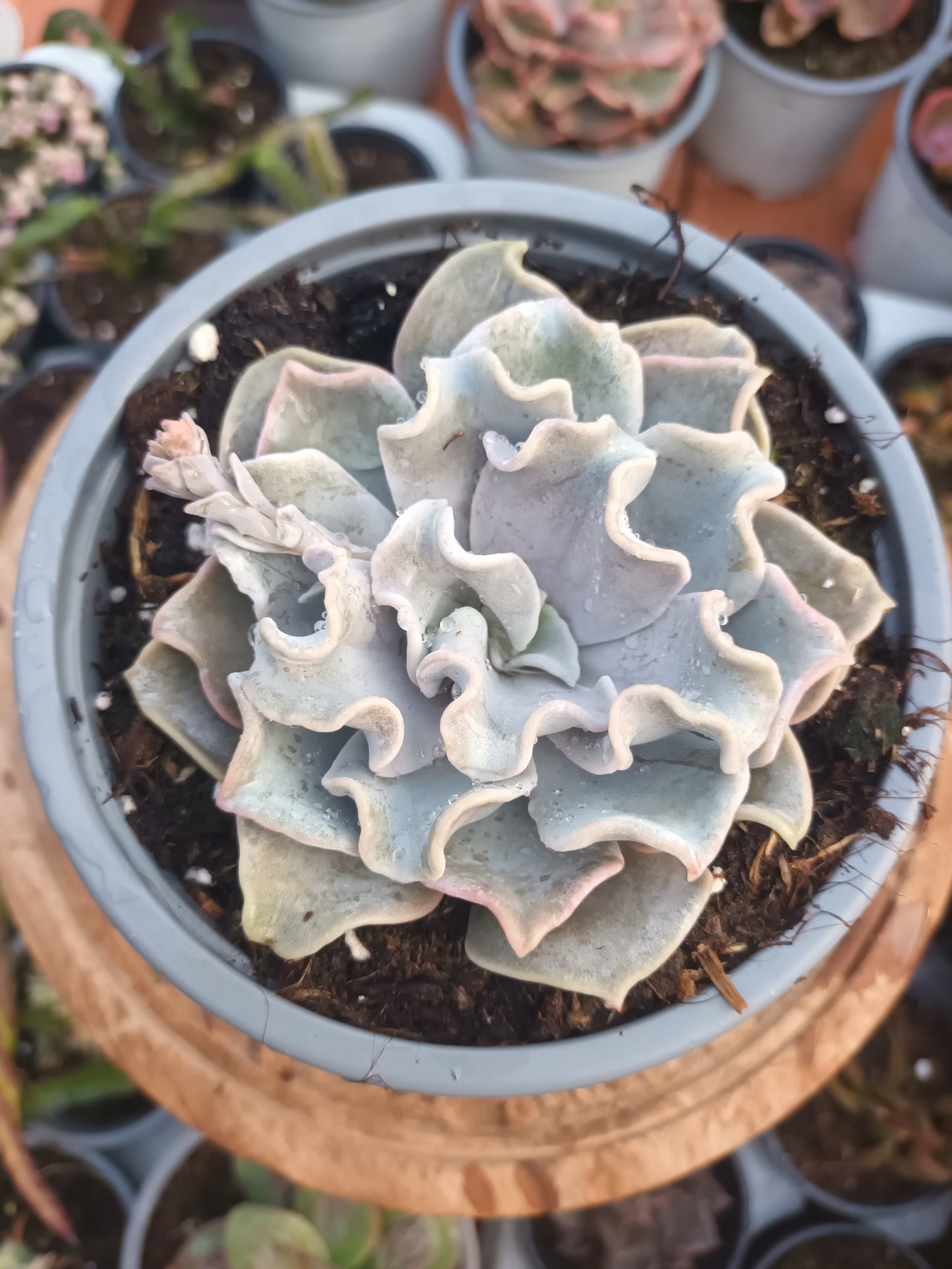 Echeveria Crispate Beauty