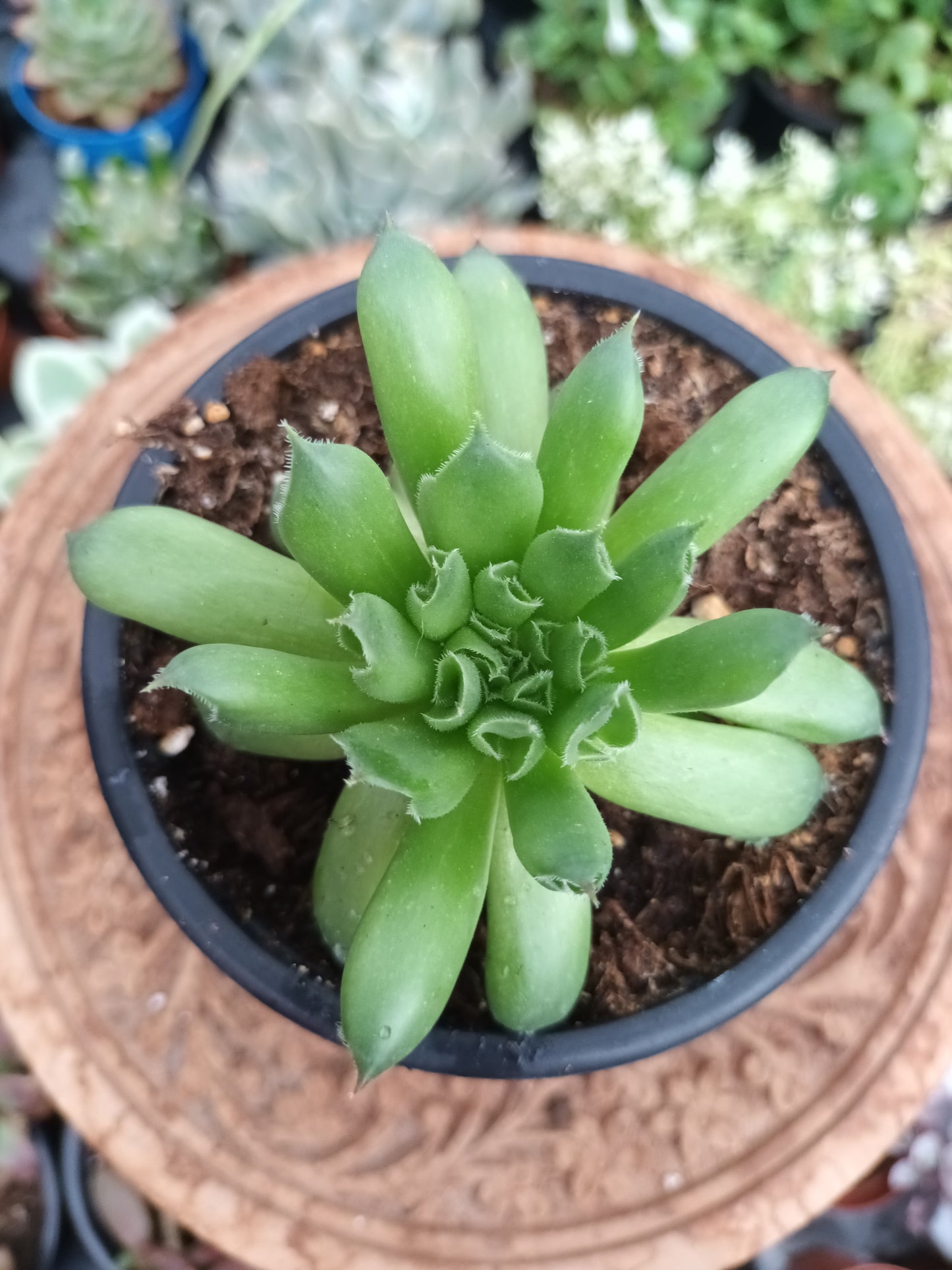 Sempervivum Oddity