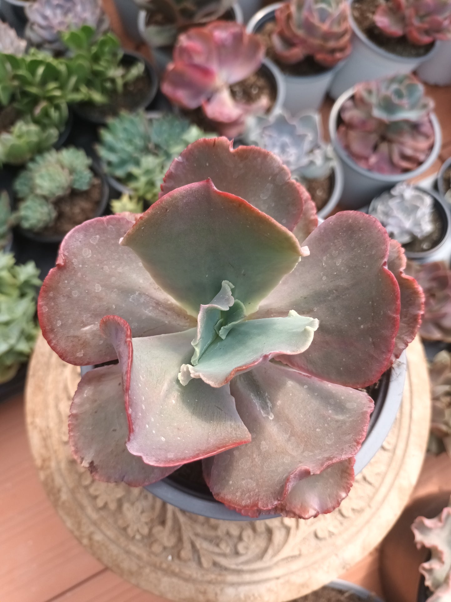 Echeveria 'Crenulata'