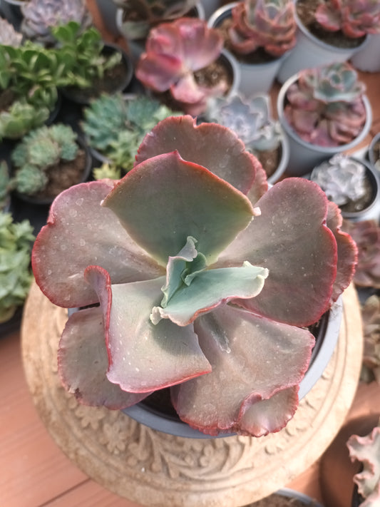 Echeveria 'Crenulata'