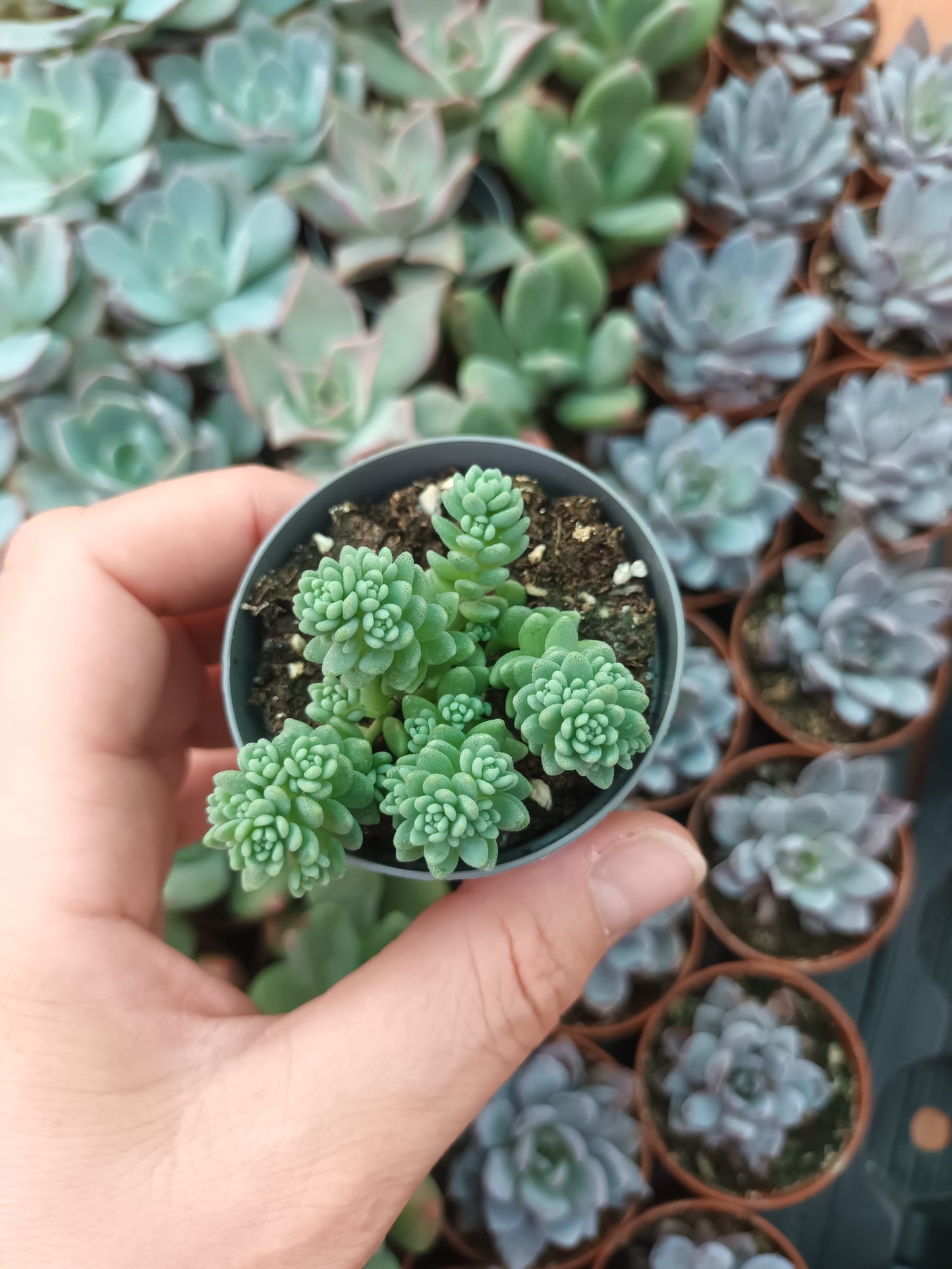 Sedum Dasyphyllum 'mayor'