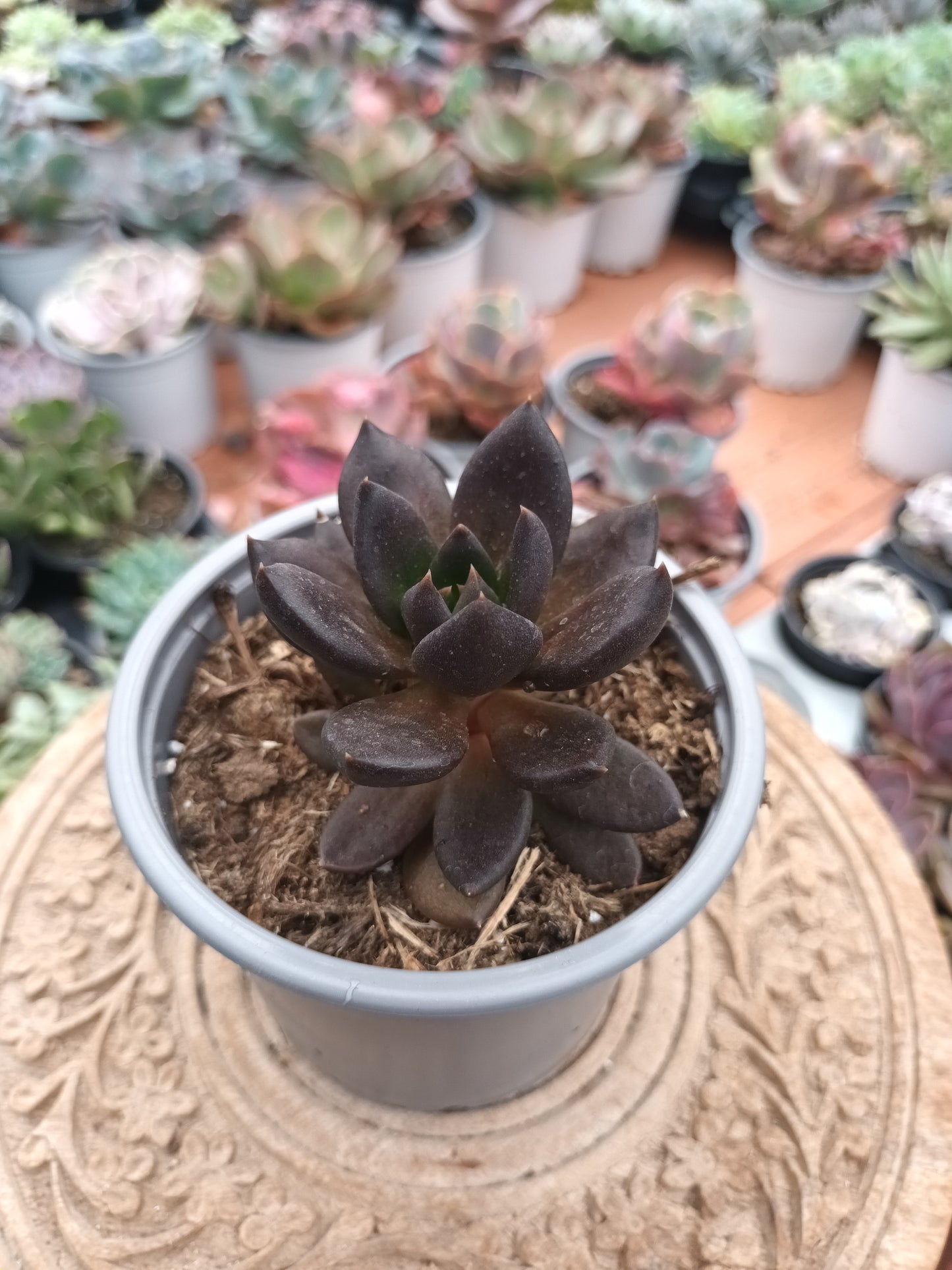 Echeveria Gótica