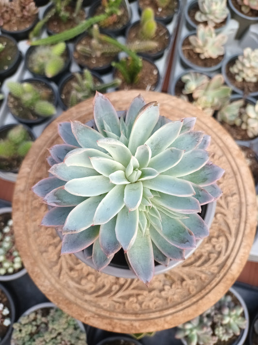Echeveria Spark
