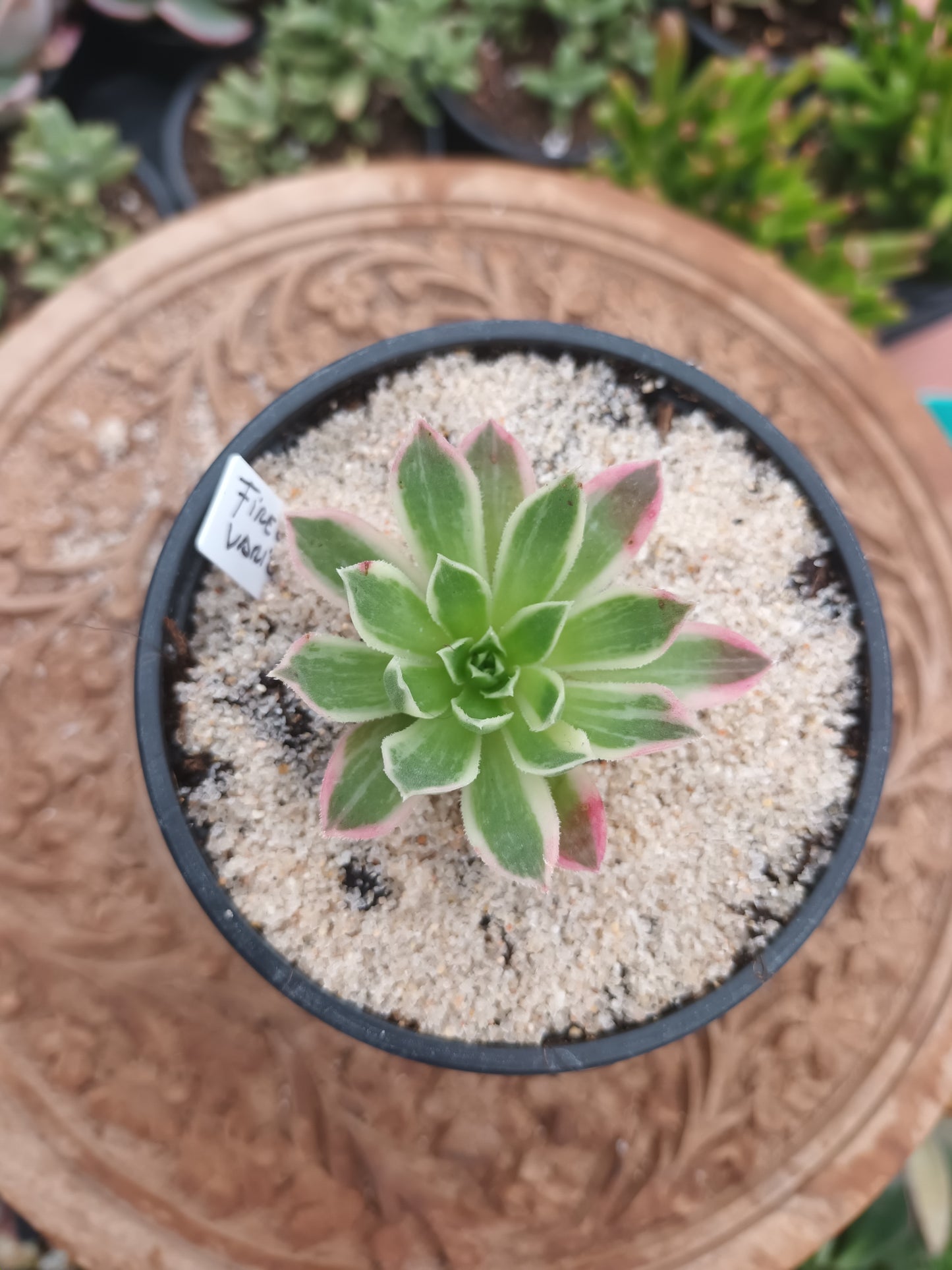 Aeonium Firecraker variegata