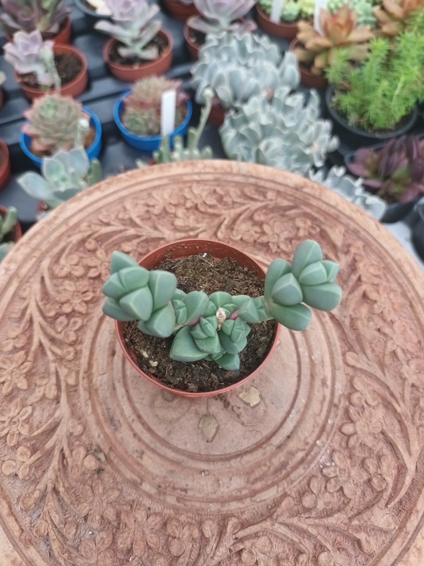 Delosperma lehmannii