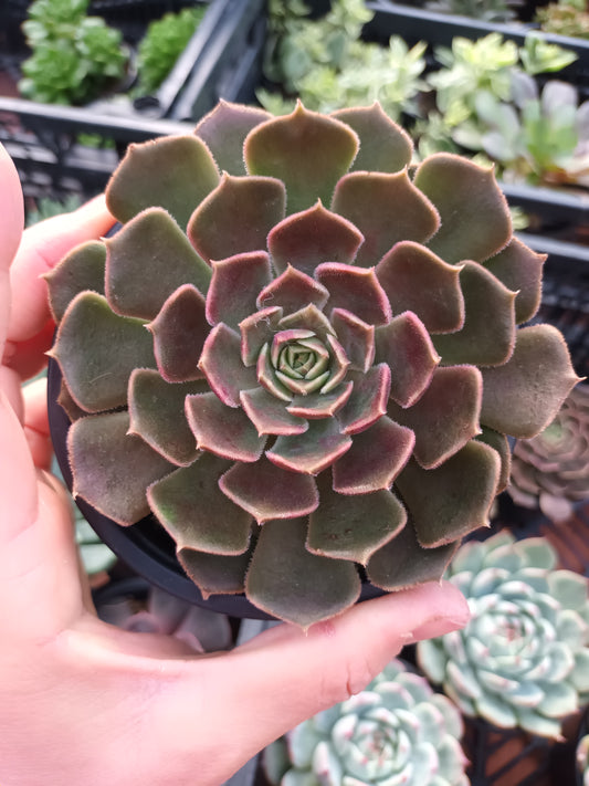 Echeveria Brown Rose