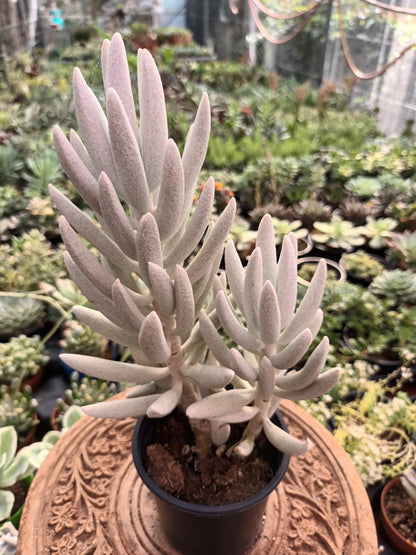 Senecio mont blanc