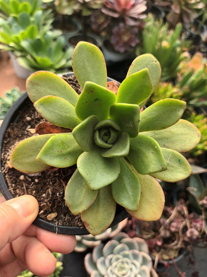 Aeonium Cooper Beauty