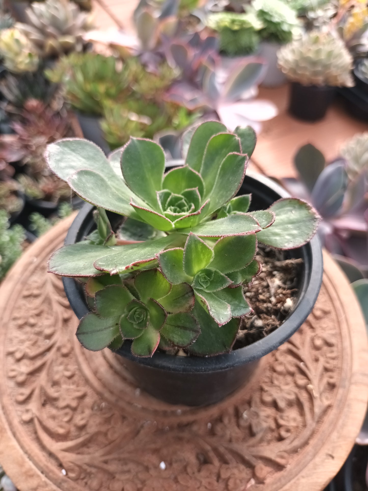 Aeonium Red edge variegata